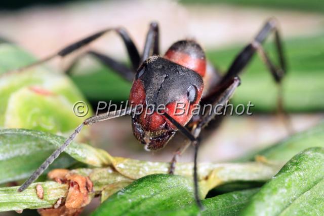 formica rufa.JPG - Fourmi rousseFormica rufaEuropean Red Wood AntHymenoptera, FormicidaeFrance